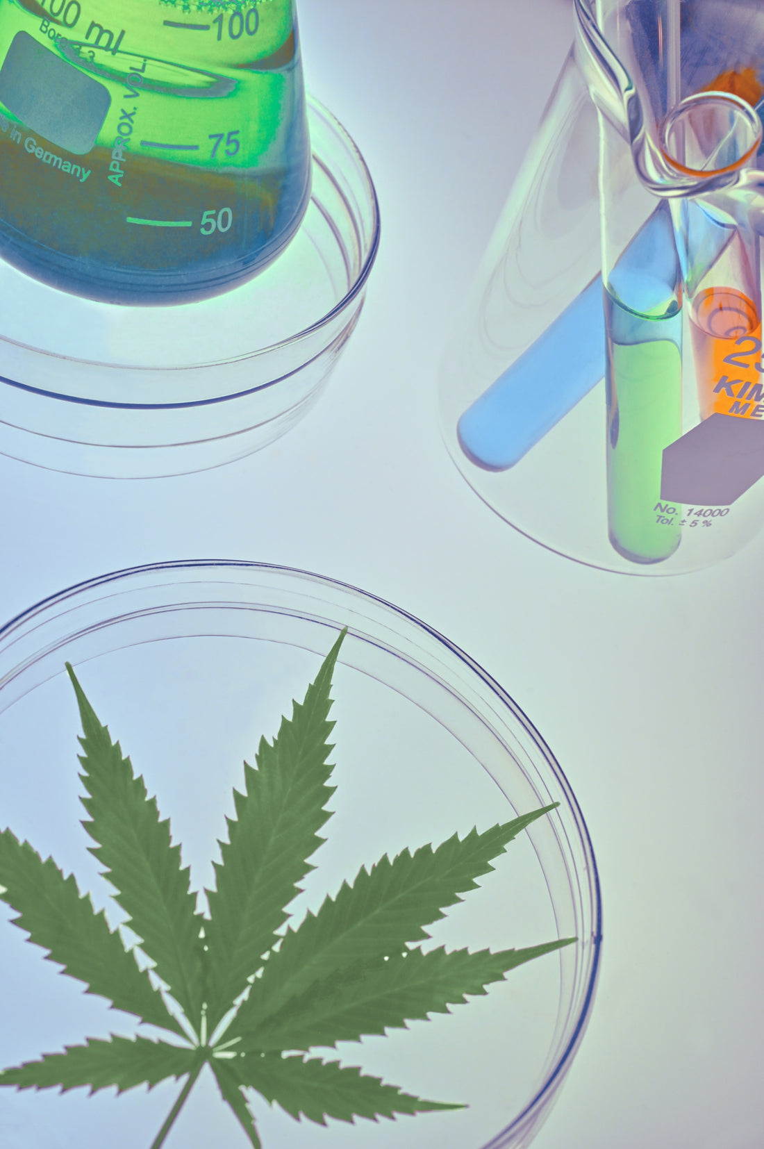 Cannabis gegen Krebs? Die derzeitige Studienlage