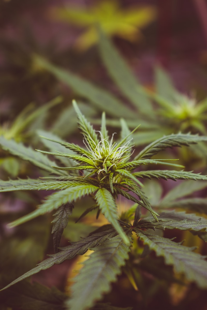 Die Cannabispflanze: Vom Anbau bis zur Apotheke