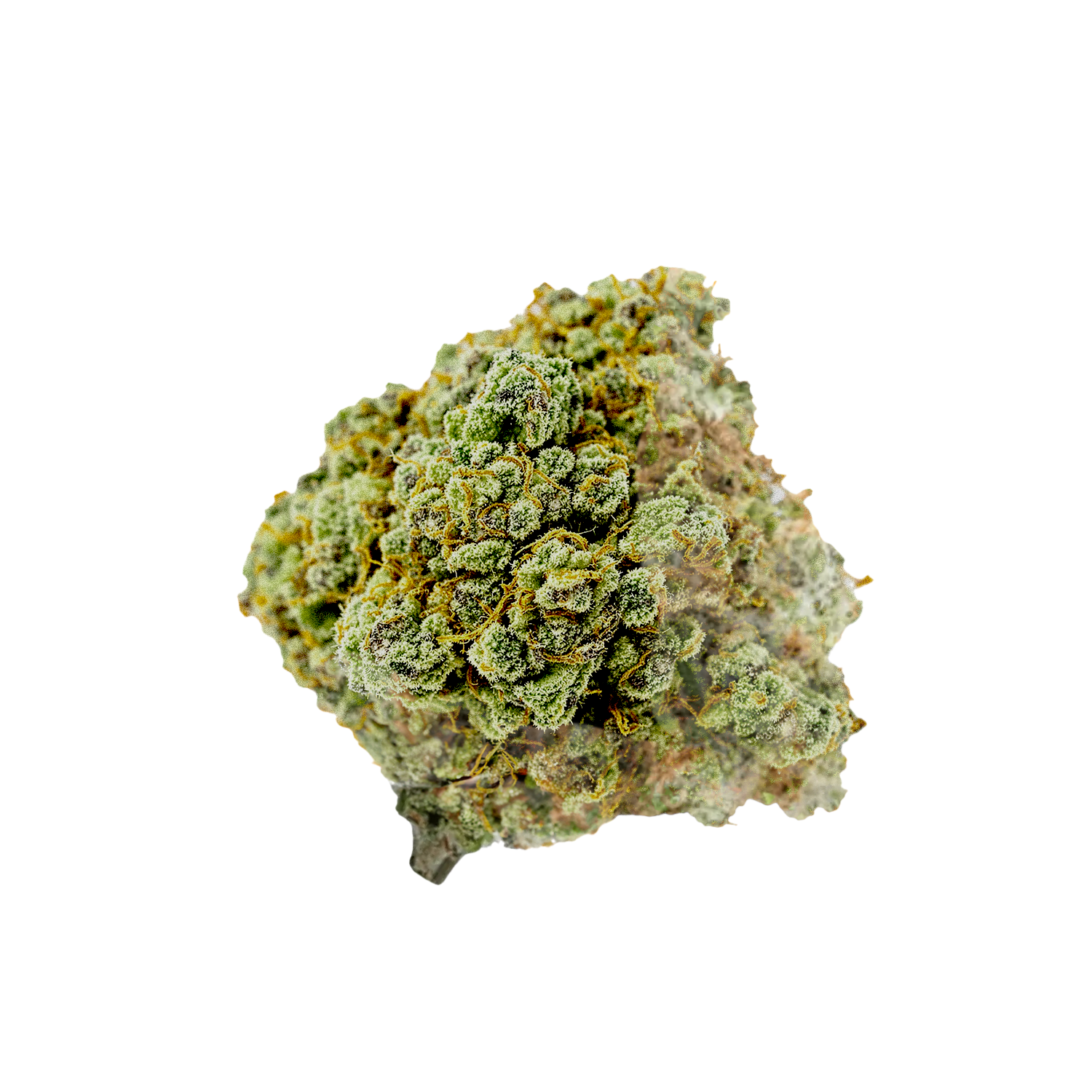 avaay 26/1 SK "Sour Kush"