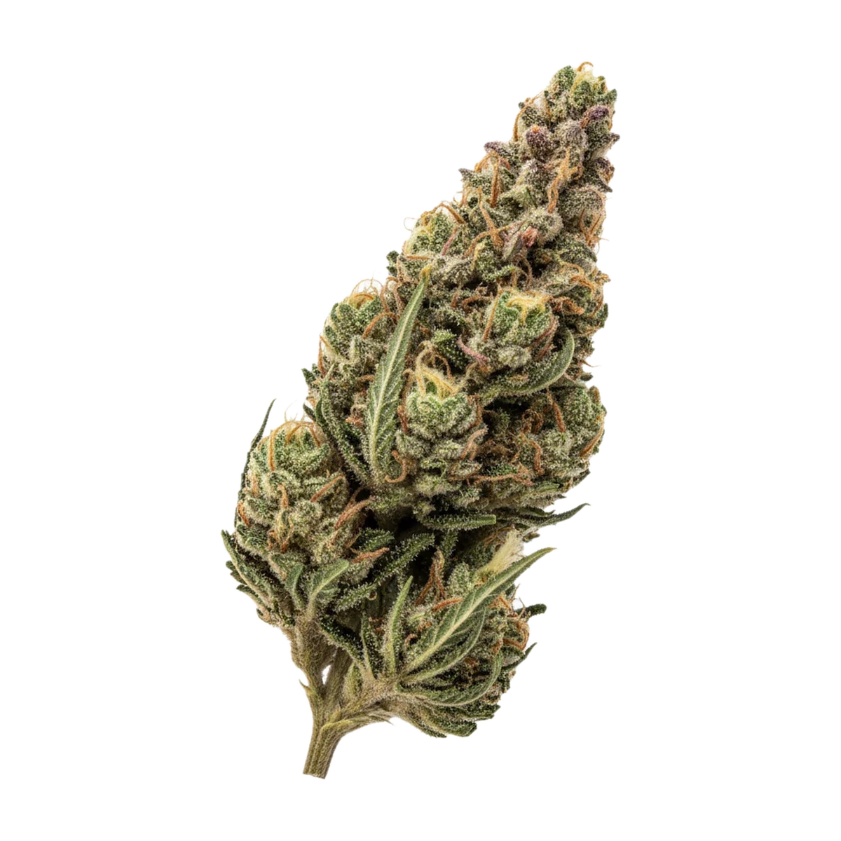 KI-generierte Illustration einer Cannabisblüte, zeigt nicht die tatsächliche Charge – 420 Compound 18/1 GAG "Glazed Apricot Gelato"