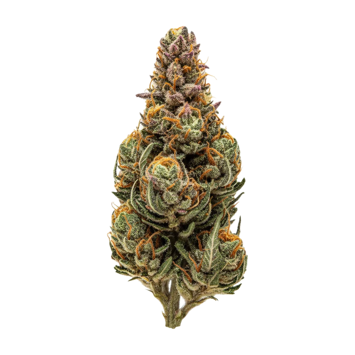 KI-generierte Illustration einer Cannabisblüte, zeigt nicht die tatsächliche Charge – Aleph Rose 18/1 "Tropicana Cookies"