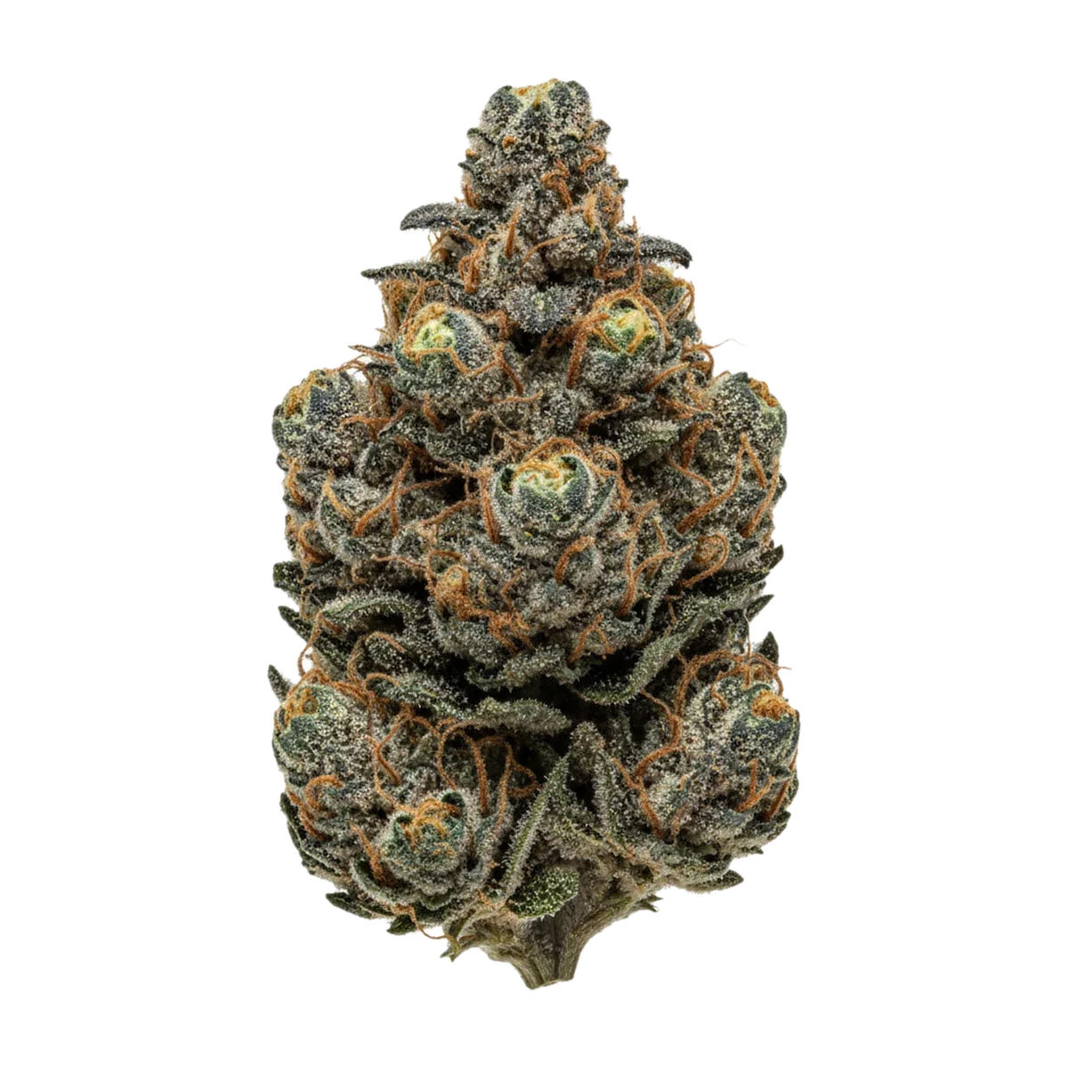 KI-generierte Illustration einer Cannabisblüte, zeigt nicht die tatsächliche Charge – avaay 26/1 MCO "Mac's Cookies"