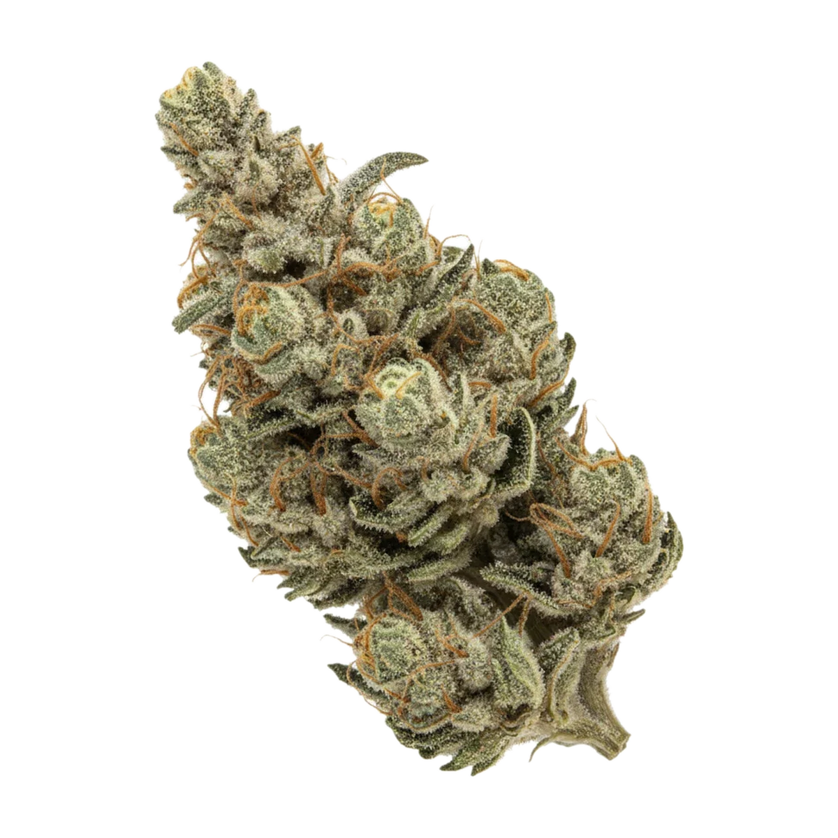 KI-generierte Illustration einer Cannabisblüte, zeigt nicht die tatsächliche Charge – Bathera 33/1 PP "Polar Pop"
