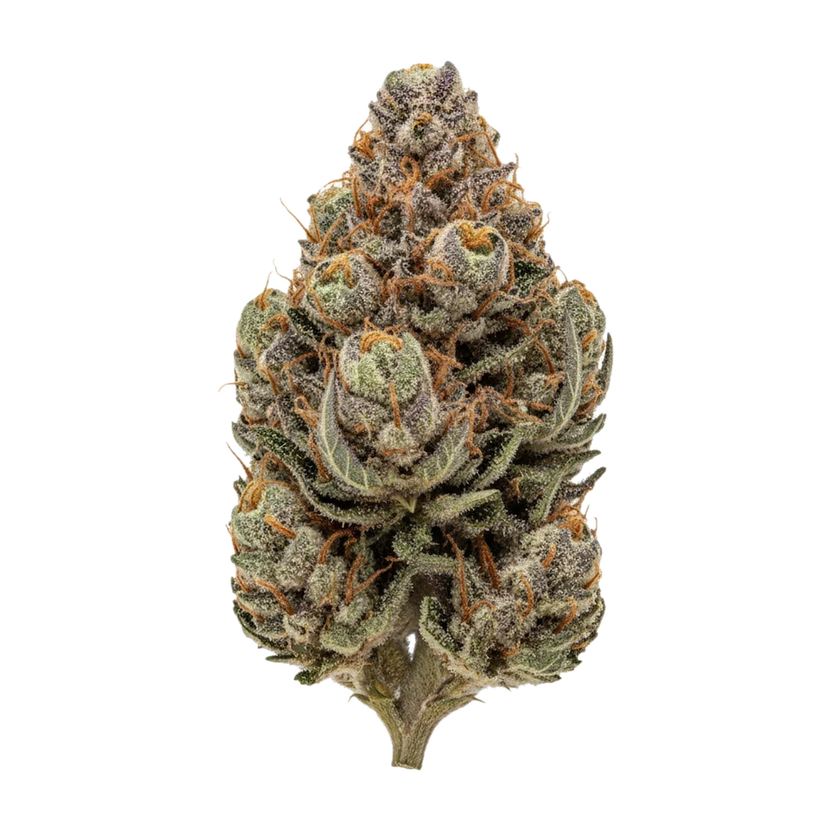 KI-generierte Illustration einer Cannabisblüte, zeigt nicht die tatsächliche Charge – Cannamedical CM 24/1 PG "Platinum Grapes"