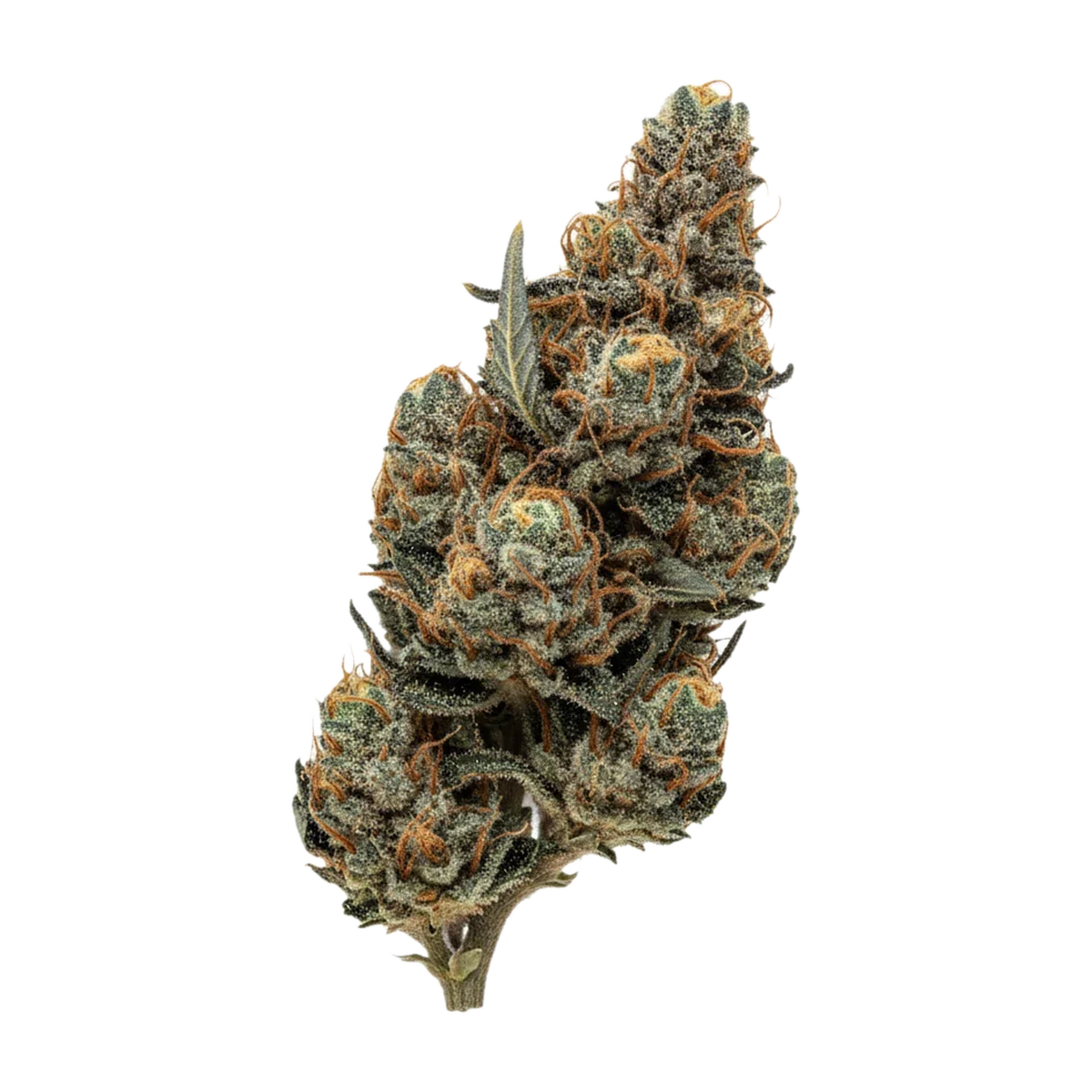 KI-generierte Illustration einer Cannabisblüte, zeigt nicht die tatsächliche Charge – Cannamedical Sativa classic SA 20/1 "Jack Herrer"