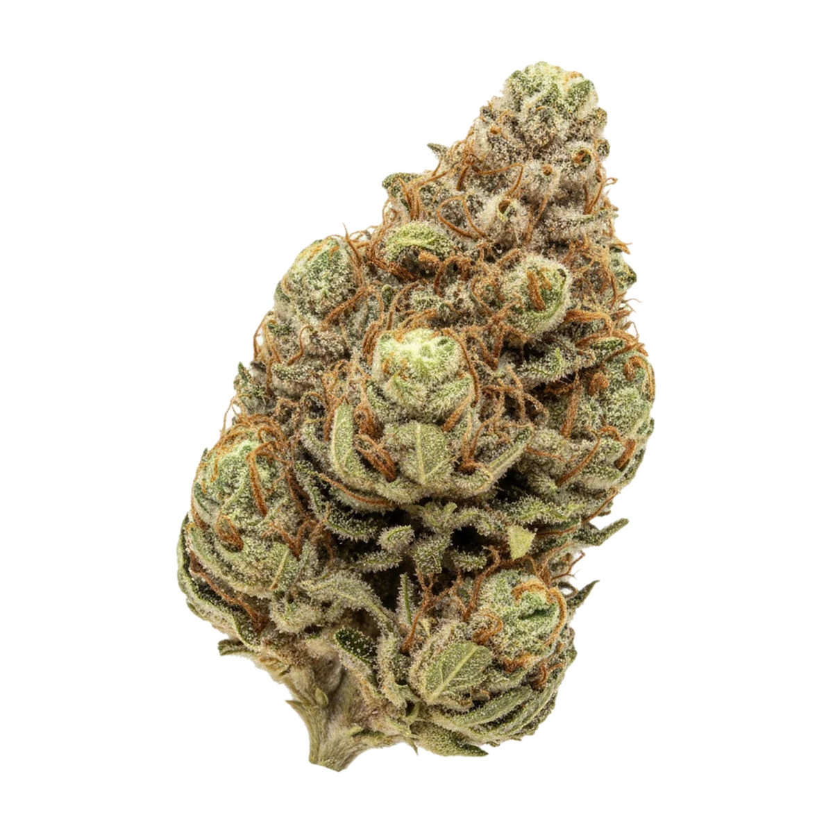 KI-generierte Illustration einer Cannabisblüte, zeigt nicht die tatsächliche Charge – enua 27/1 PS3 MYC "Minty Cookies"
