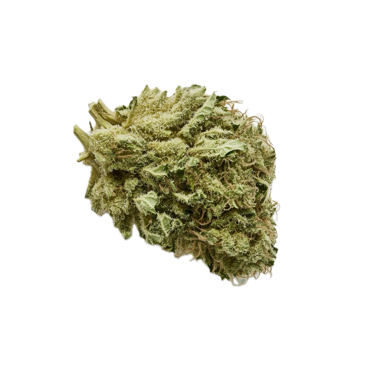 Cannamedical Sativa Forte NM 24/1 "Amsterdam Amnesia"