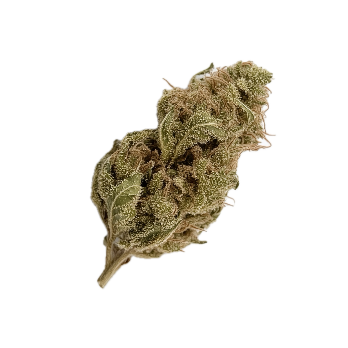 GrowMotion 22/1 ICC "Ice Cream Cake x Kush Mints"
