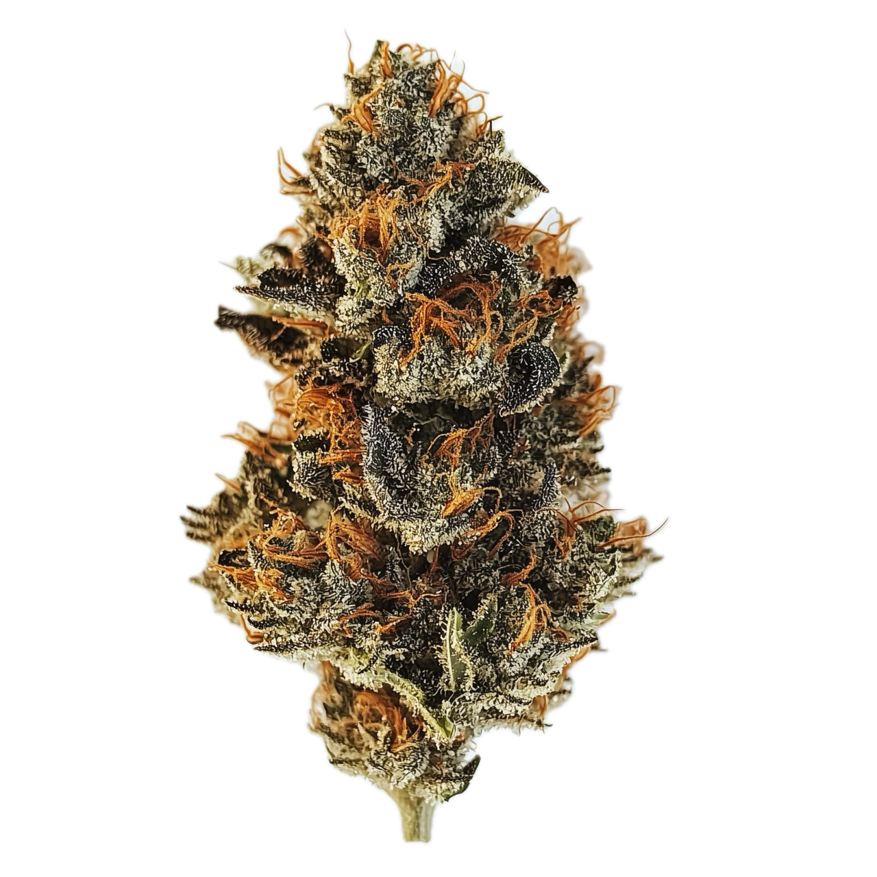 Luana 28/1 GCG "God Cherry Gusher"