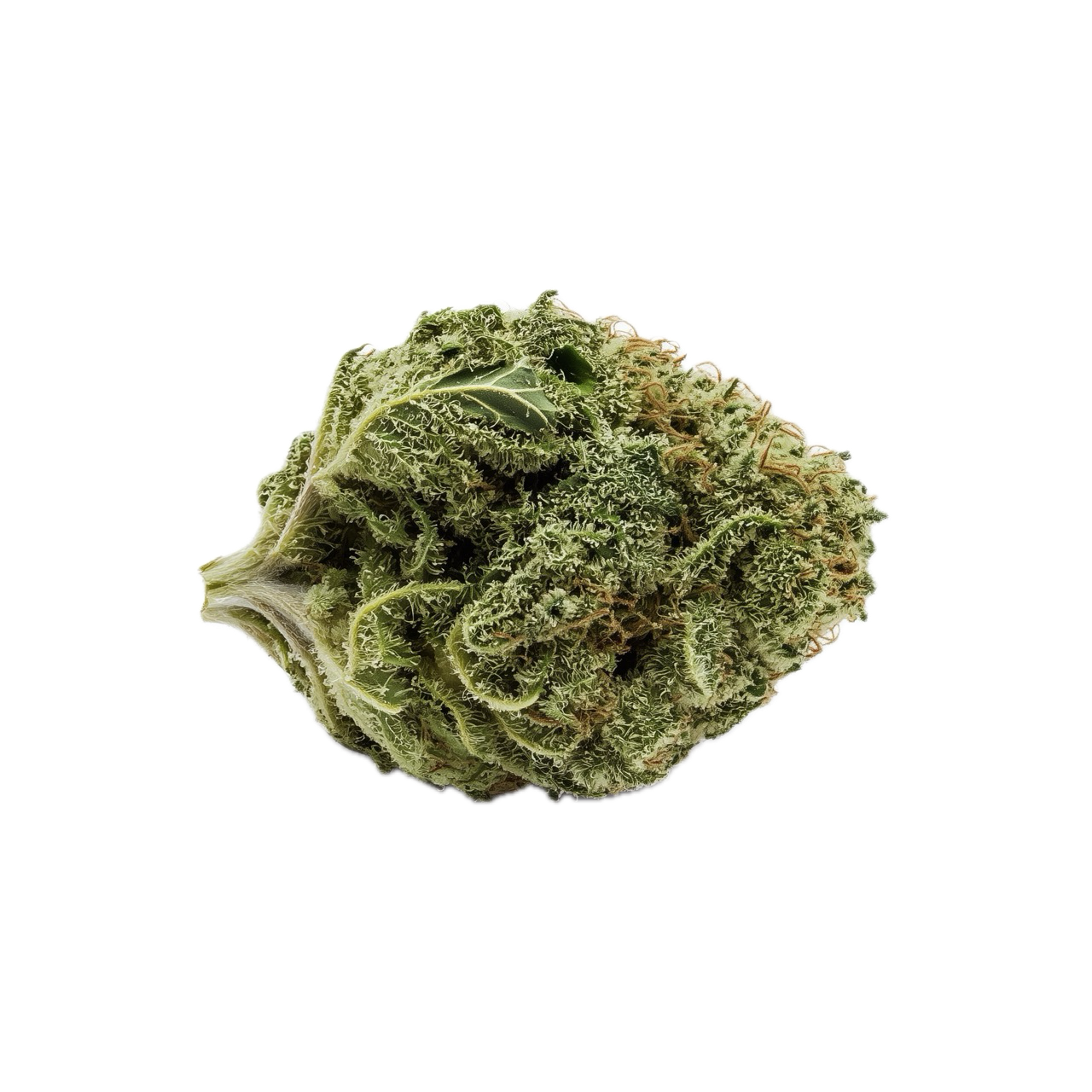 Amici 27/1 AS "Atomic Sour Grapefruit"