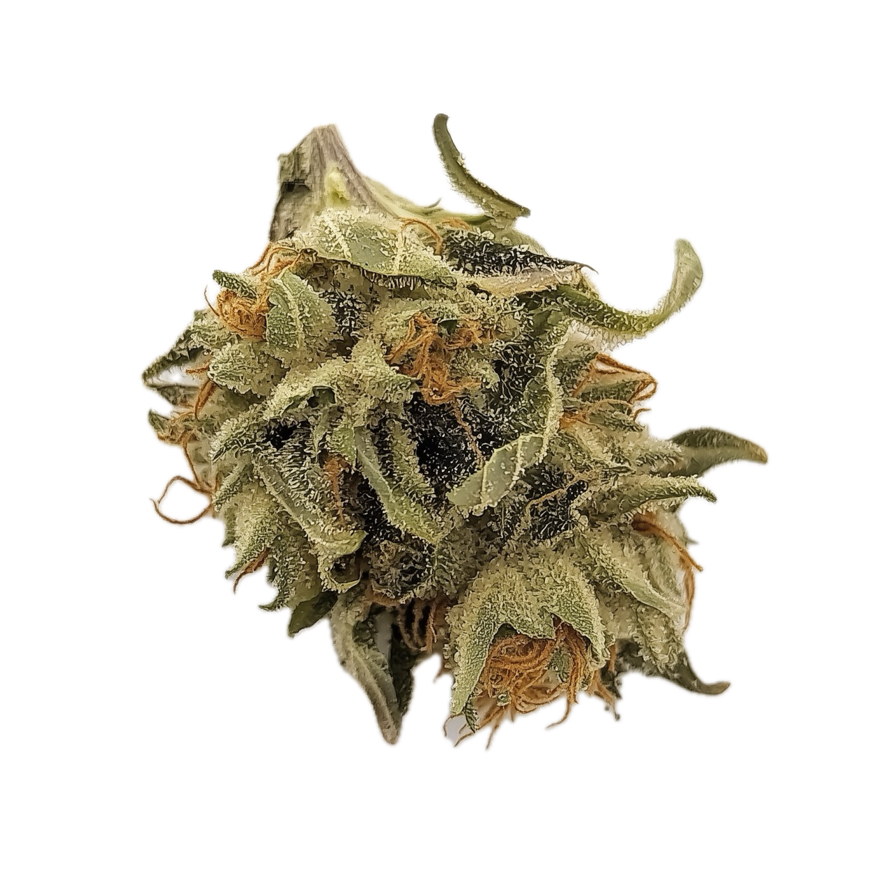 420 Evolution 25/1 BUL "Bucket List"