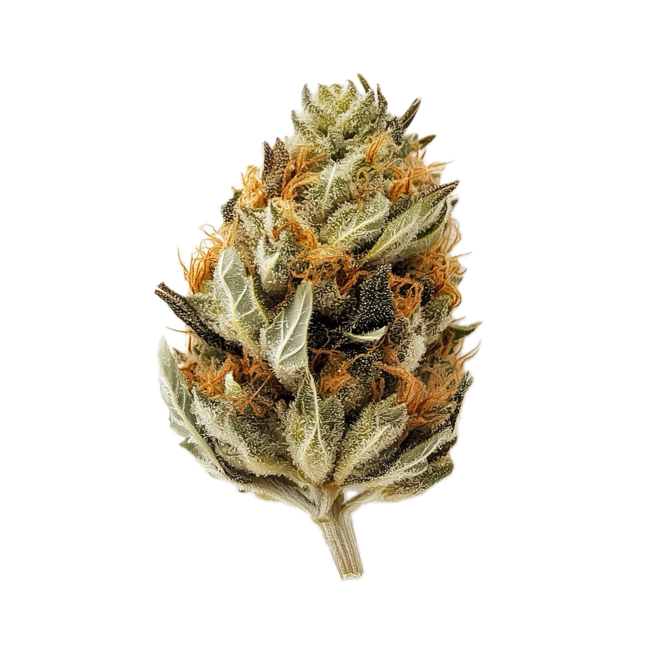 Cannamedicial Indica Classic DK 21/1 "Gelat Skyfloater"