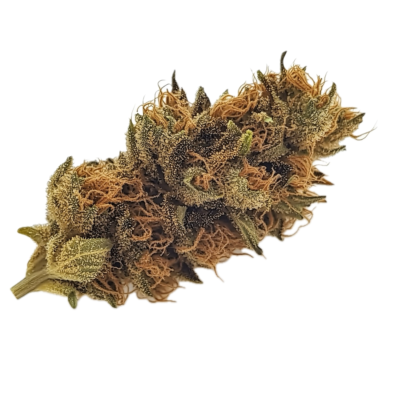 Luana 28/1 Pine "Solpina Magic"