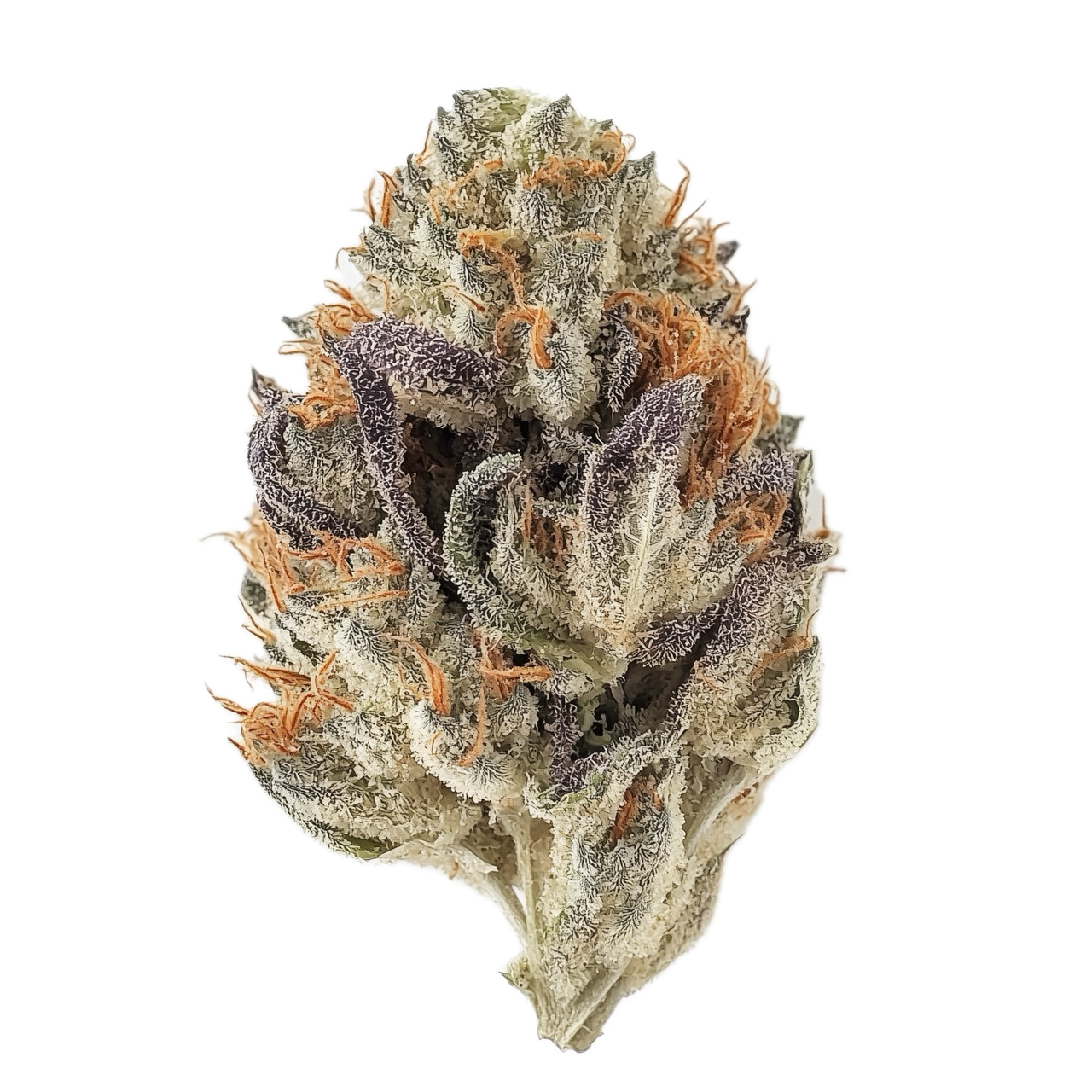 Pedanios 25/1 FLH-CA "Frozen Lemon Haze"