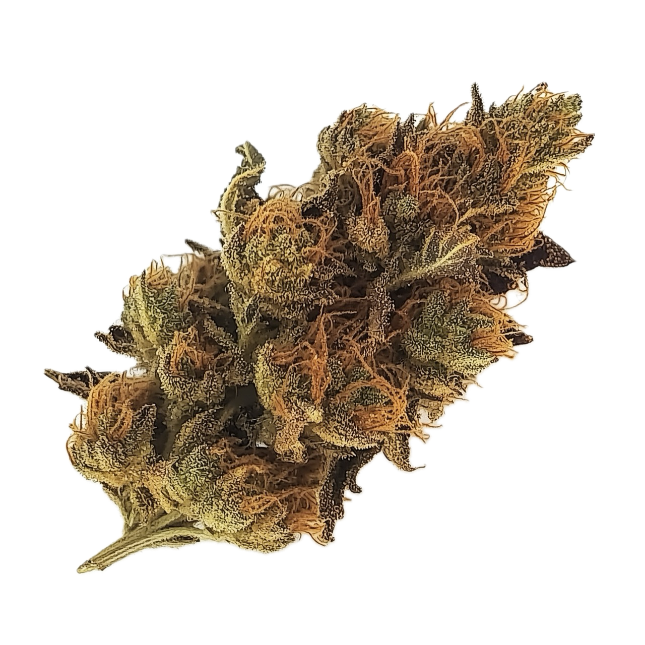 Luana 23/1 Bunatic "Donny B"