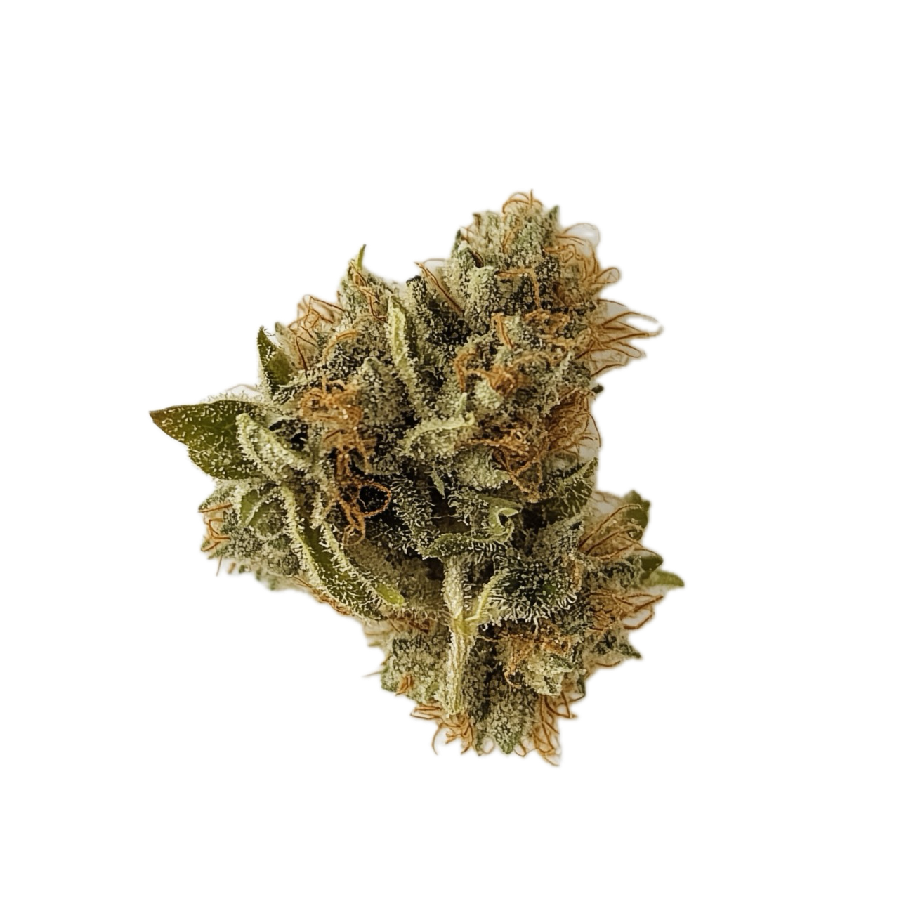 Cannamedical Hybrid Forte BC 22/1 "Lemon Cookie"