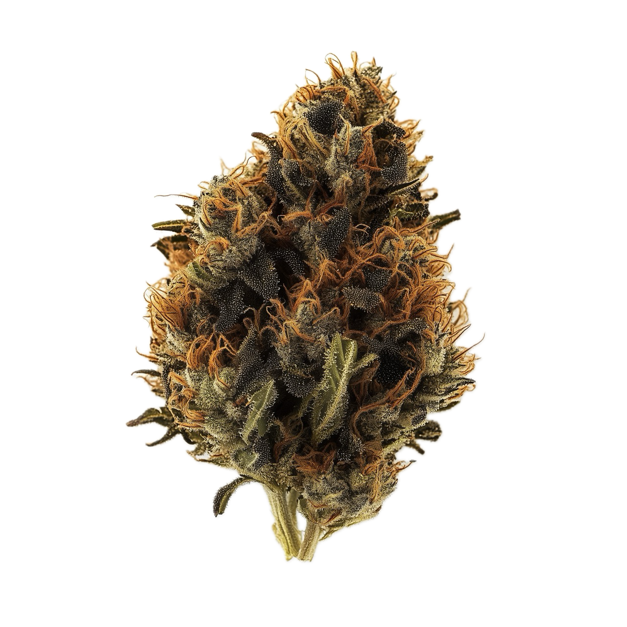 420 Evolution 25/1 PCH "Peach Chementine"