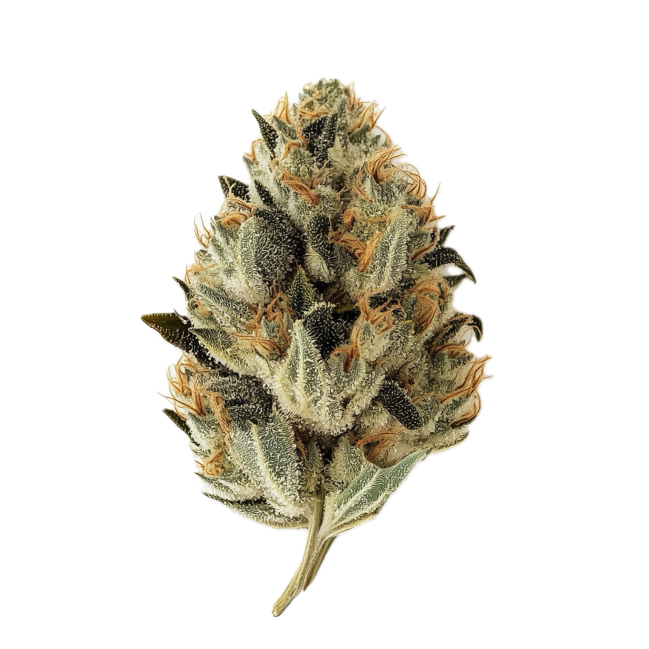 J.R. Strain GT 30/1 "Garlic Truffle"