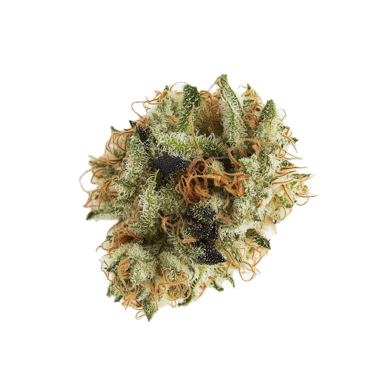 Cannamedical Sativa Forte NM 24/1 "Goofiez"