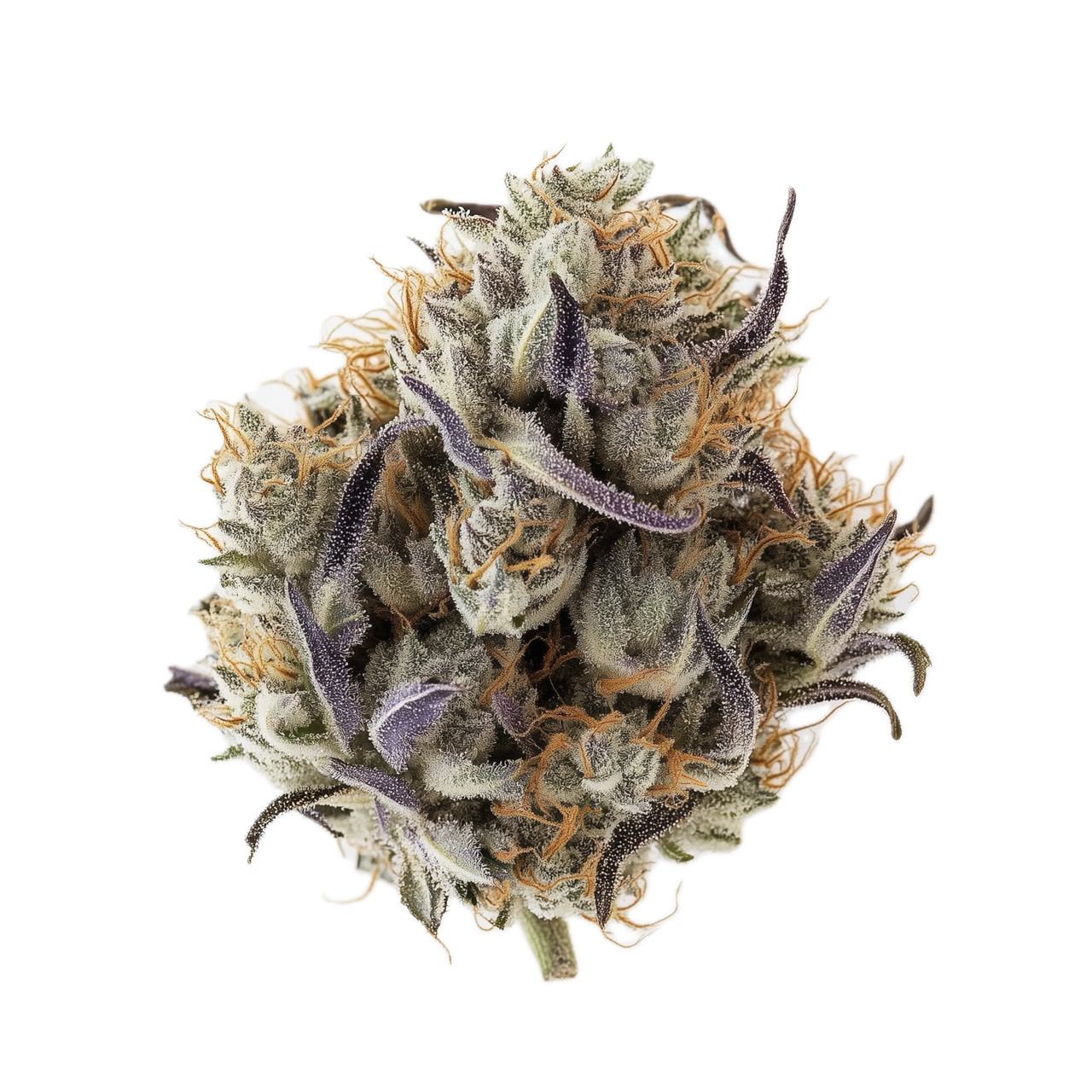 Huala 22/1 CIN "Cinderella Kush"