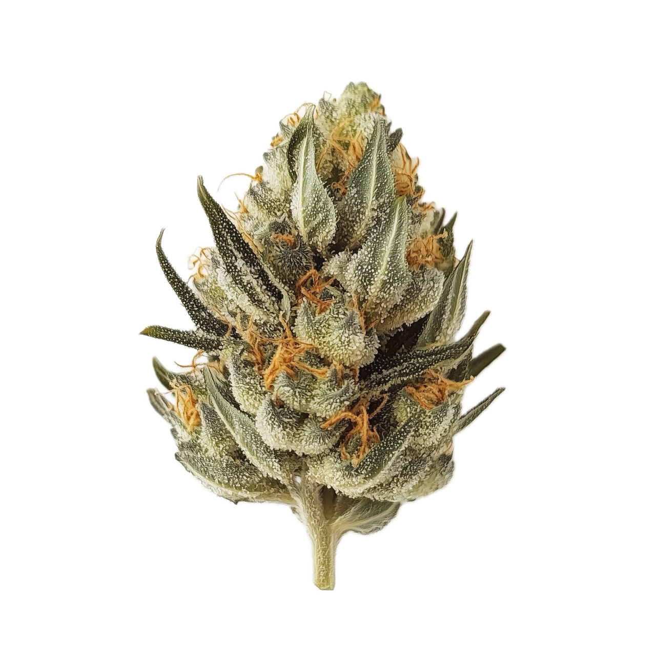 420 Compound 22/1 MWZ "Mellowz"