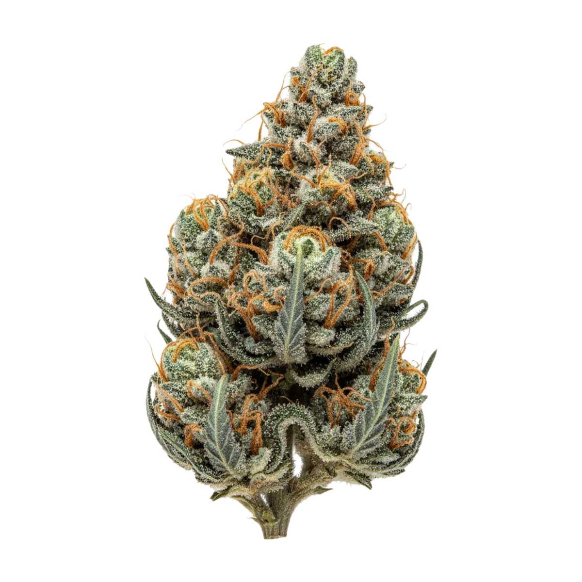 KI-generierte Illustration einer Cannabisblüte, zeigt nicht die tatsächliche Charge – Pedanios "Ghost Train Haze"