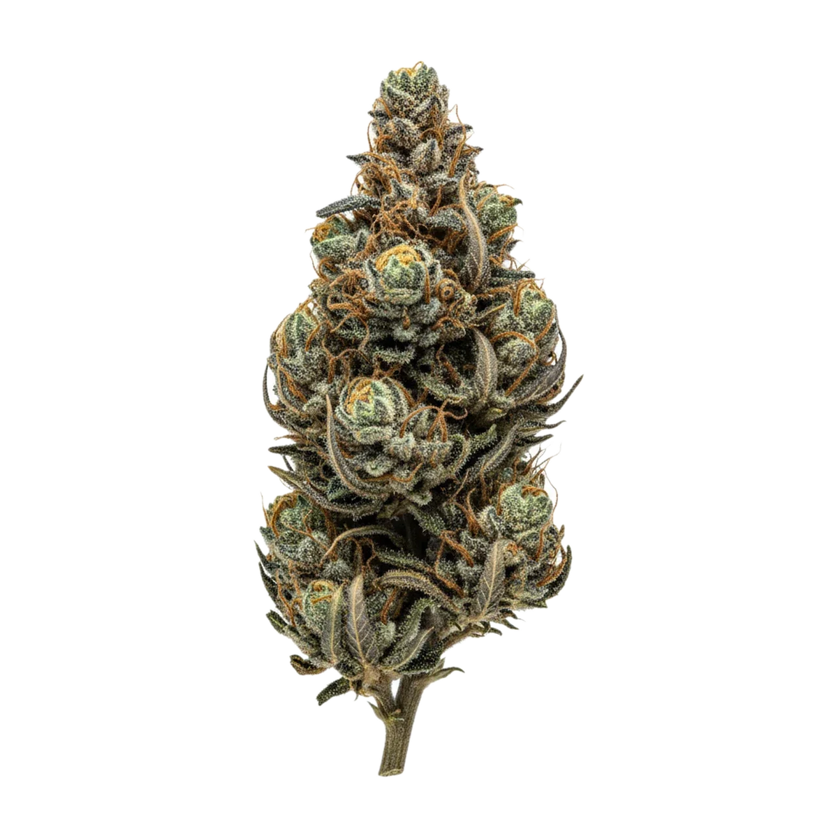 KI-generierte Illustration einer Cannabisblüte, zeigt nicht die tatsächliche Charge – slouu 22/1 WCC "Wedding Cake Cross"