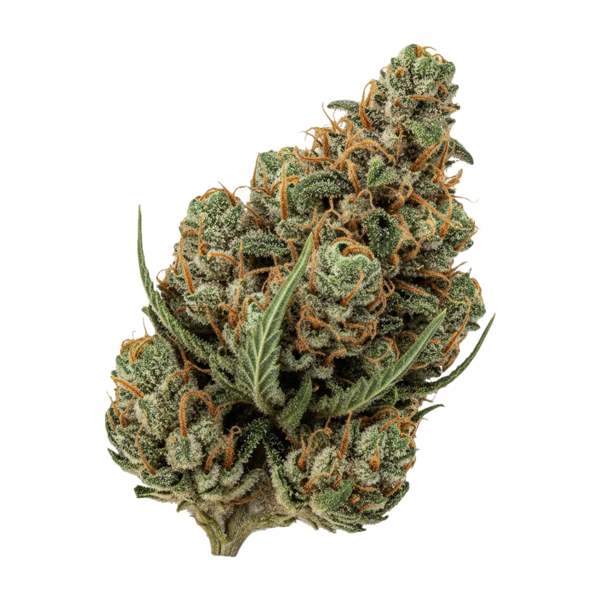 KI-generierte Illustration einer Cannabisblüte, zeigt nicht die tatsächliche Charge – Enua Slouu 27/1 SCH "Sour Crush Haze"