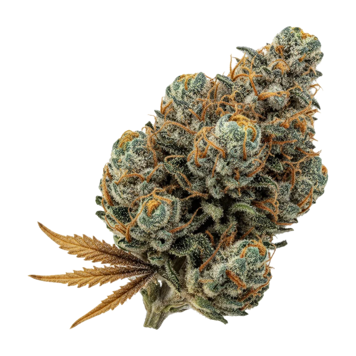 KI-generierte Illustration einer Cannabisblüte, zeigt nicht die tatsächliche Charge – ZOIKS 26/1 GCK "Gorilla Glue 4 x Critical Kush"
