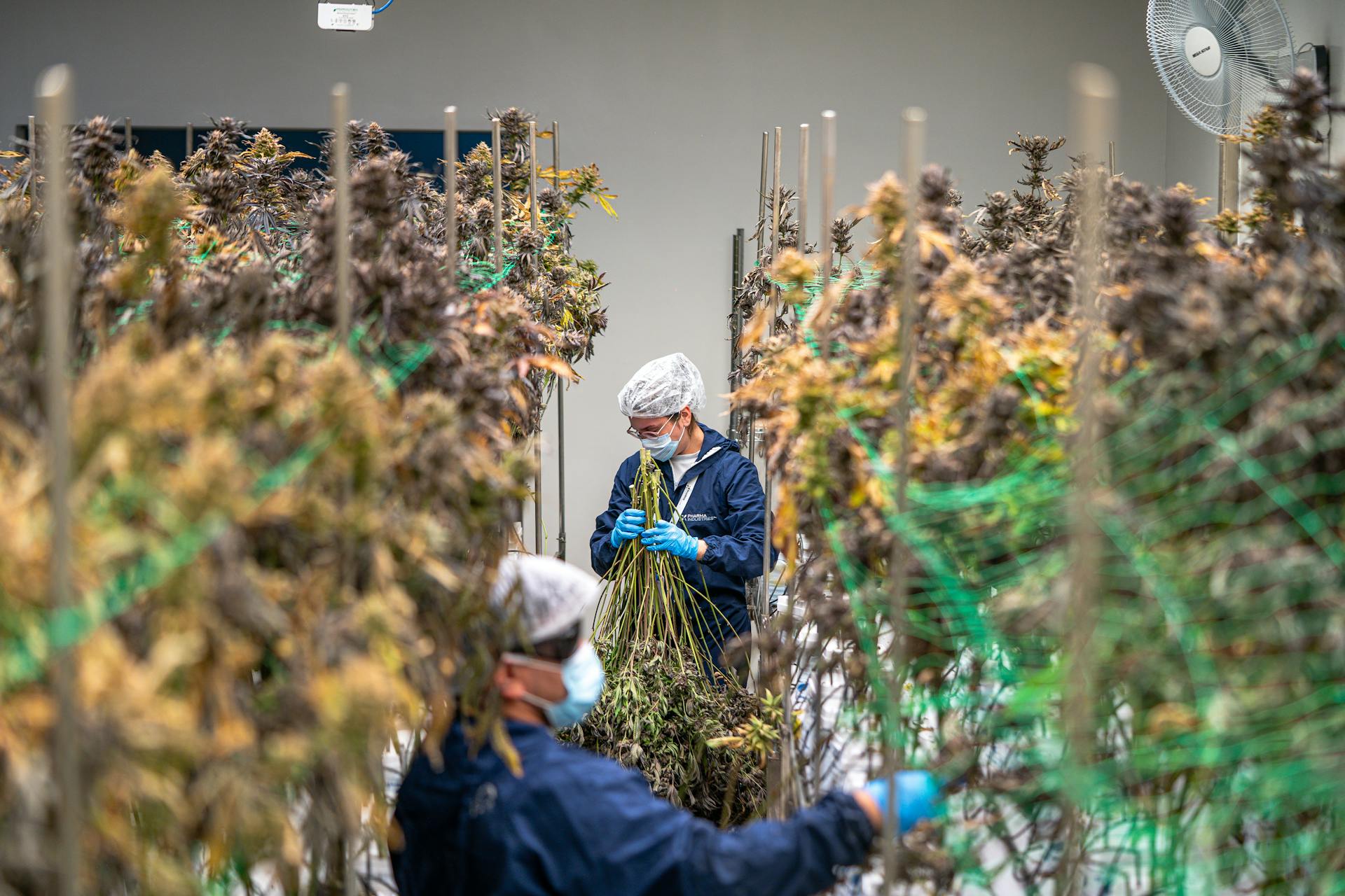 Medizinische Cannabis-Sorten: Überblick, Unterschiede und Anwendungen