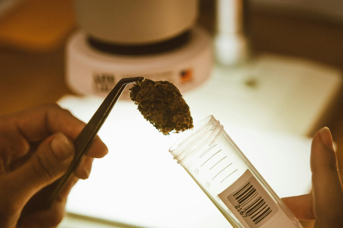 CBD vs. THC – wo liegt der Unterschied?