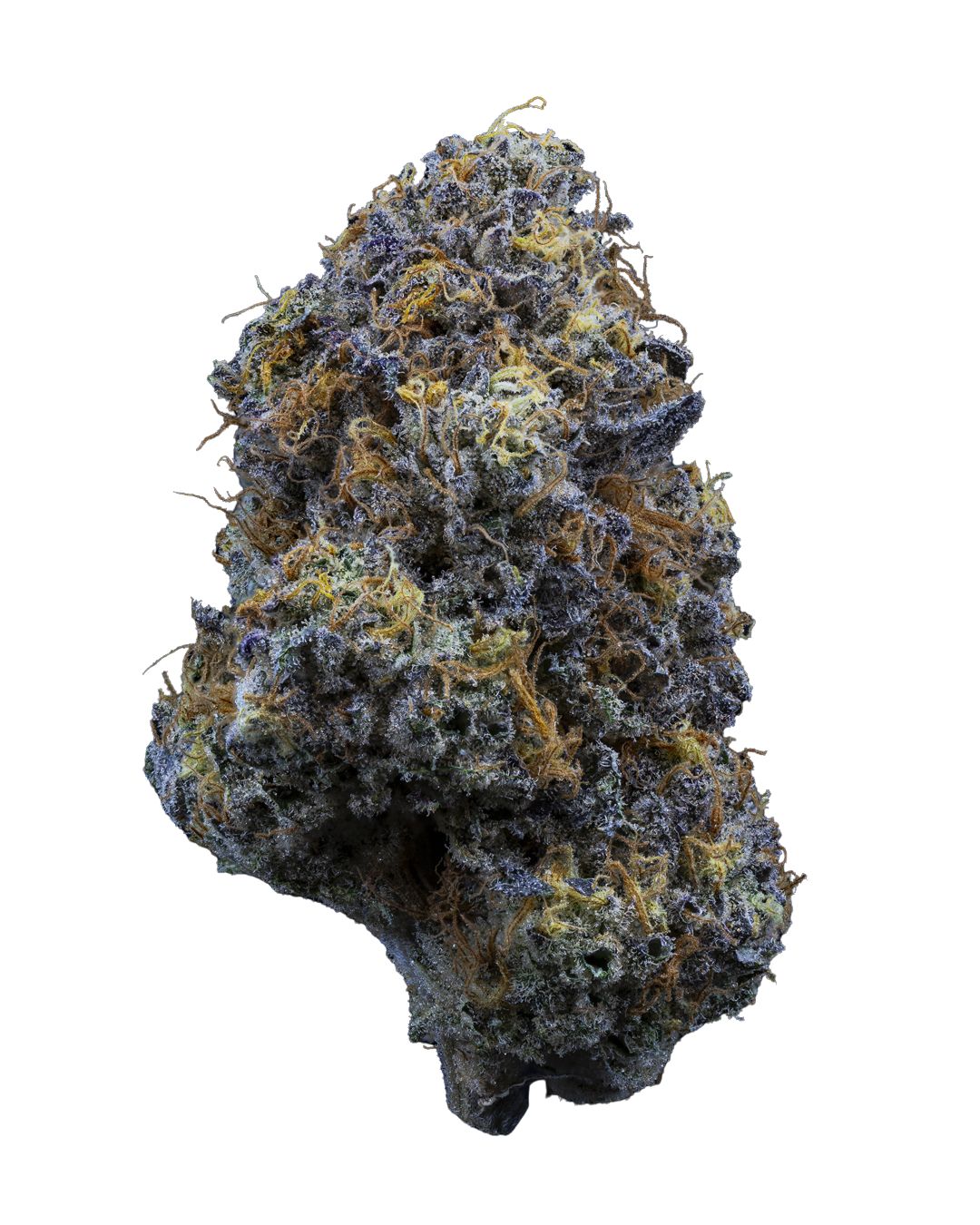 IUVO 24/1 OC "Fiestaz"