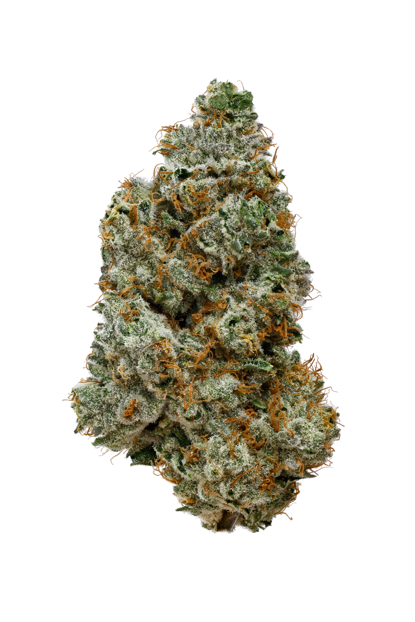 IUVO 24/1 OC "Orange Z"