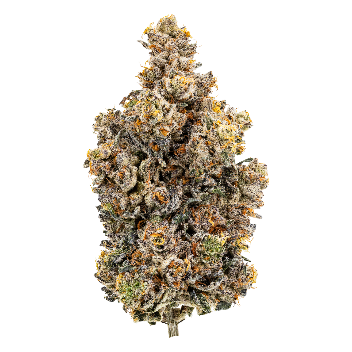 IUVO 28/1 OC "Rainbow Chip"