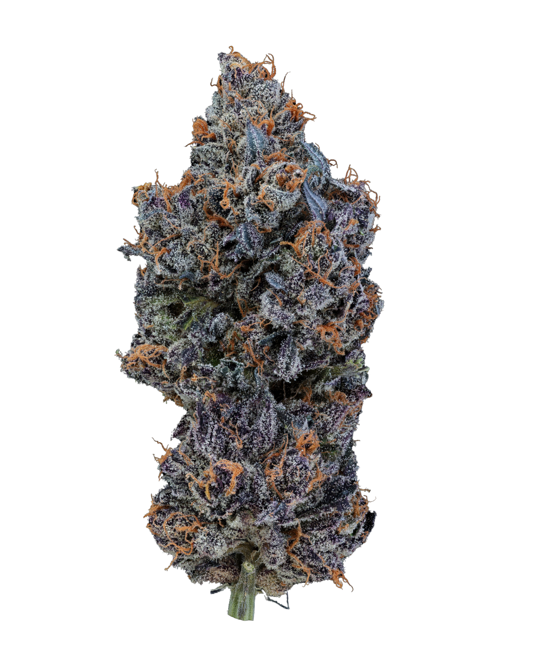 IUVO 20/1 OC "Temptation"