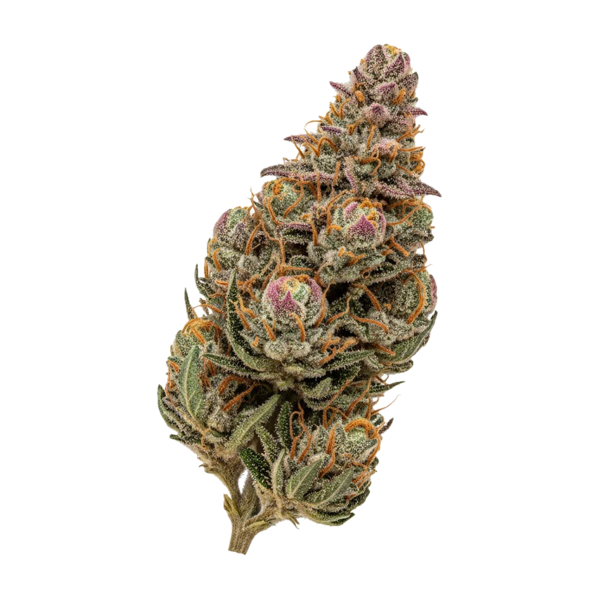 KI-generierte Illustration einer Cannabisblüte, zeigt nicht die tatsächliche Charge – Aleph Fire 26/1 "Amnesia Skittlez"