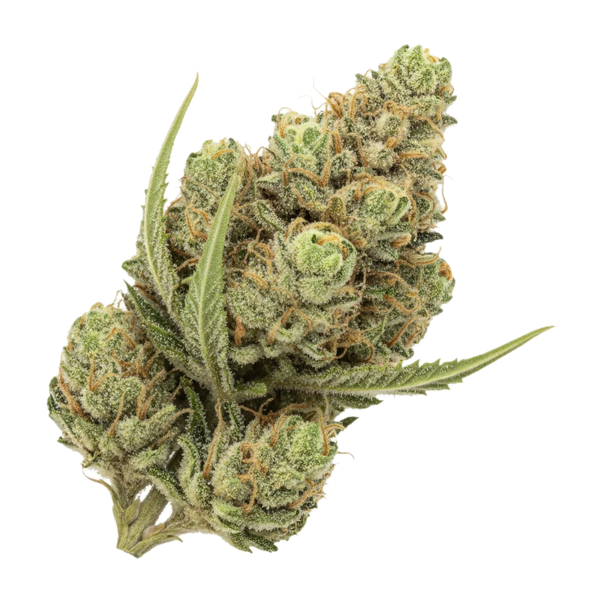 KI-generierte Illustration einer Cannabisblüte, zeigt nicht die tatsächliche Charge – avaay SCG "Super Citra G"