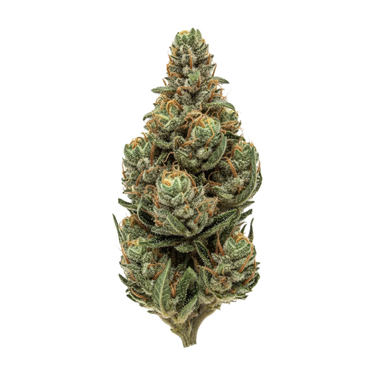 KI-generierte Illustration einer Cannabisblüte, zeigt nicht die tatsächliche Charge – Bathera "Permanent Marker"