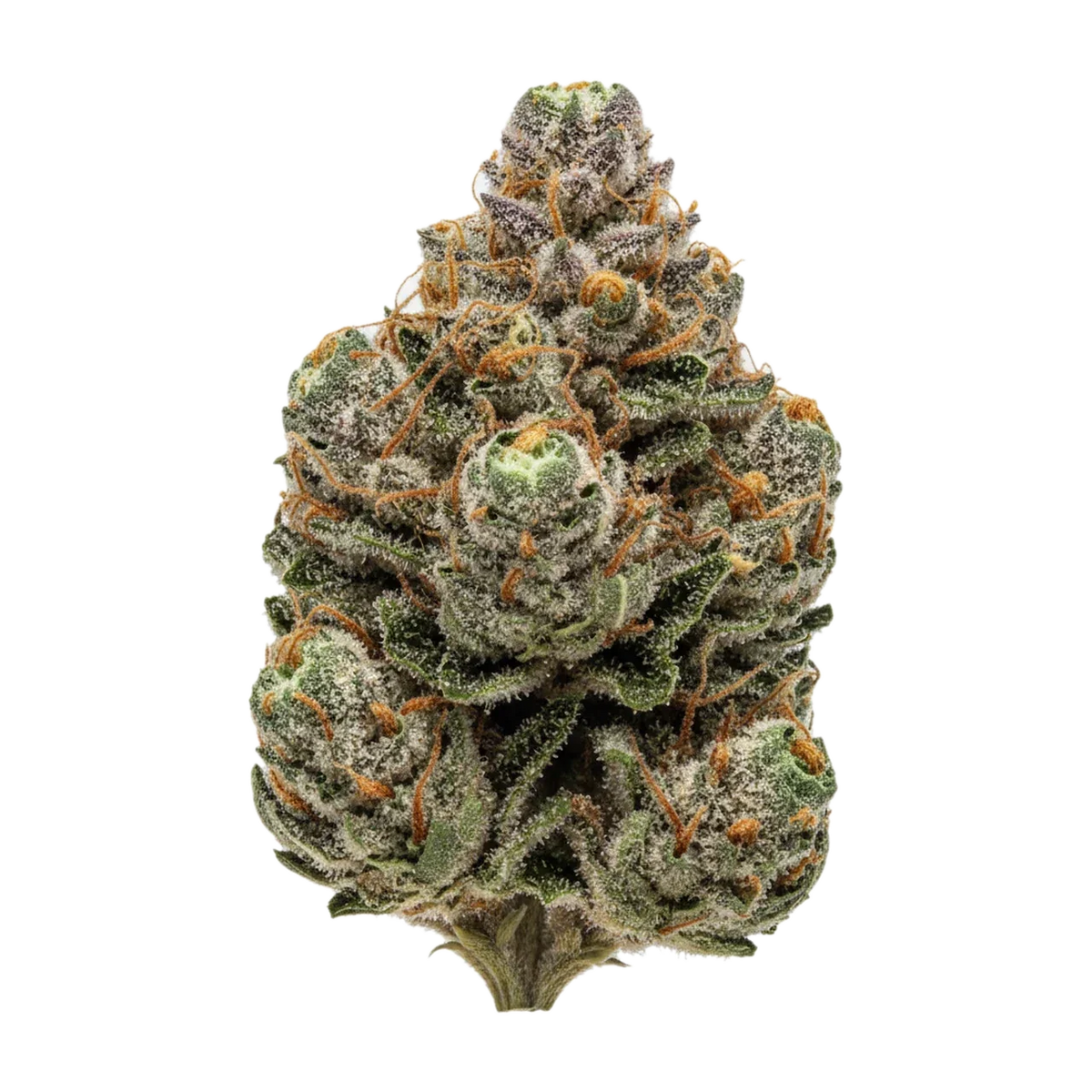 KI-generierte Illustration einer Cannabisblüte, zeigt nicht die tatsächliche Charge – Cannamedical Hybrid Forte BC 24/1 "Garlic Truffle"
