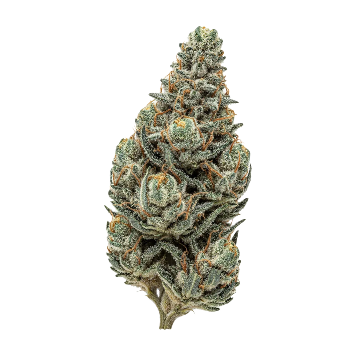 KI-generierte Illustration einer Cannabisblüte, zeigt nicht die tatsächliche Charge – Cannamedical Hybrid Forte NM 25/1 "Rainbow Jungle"