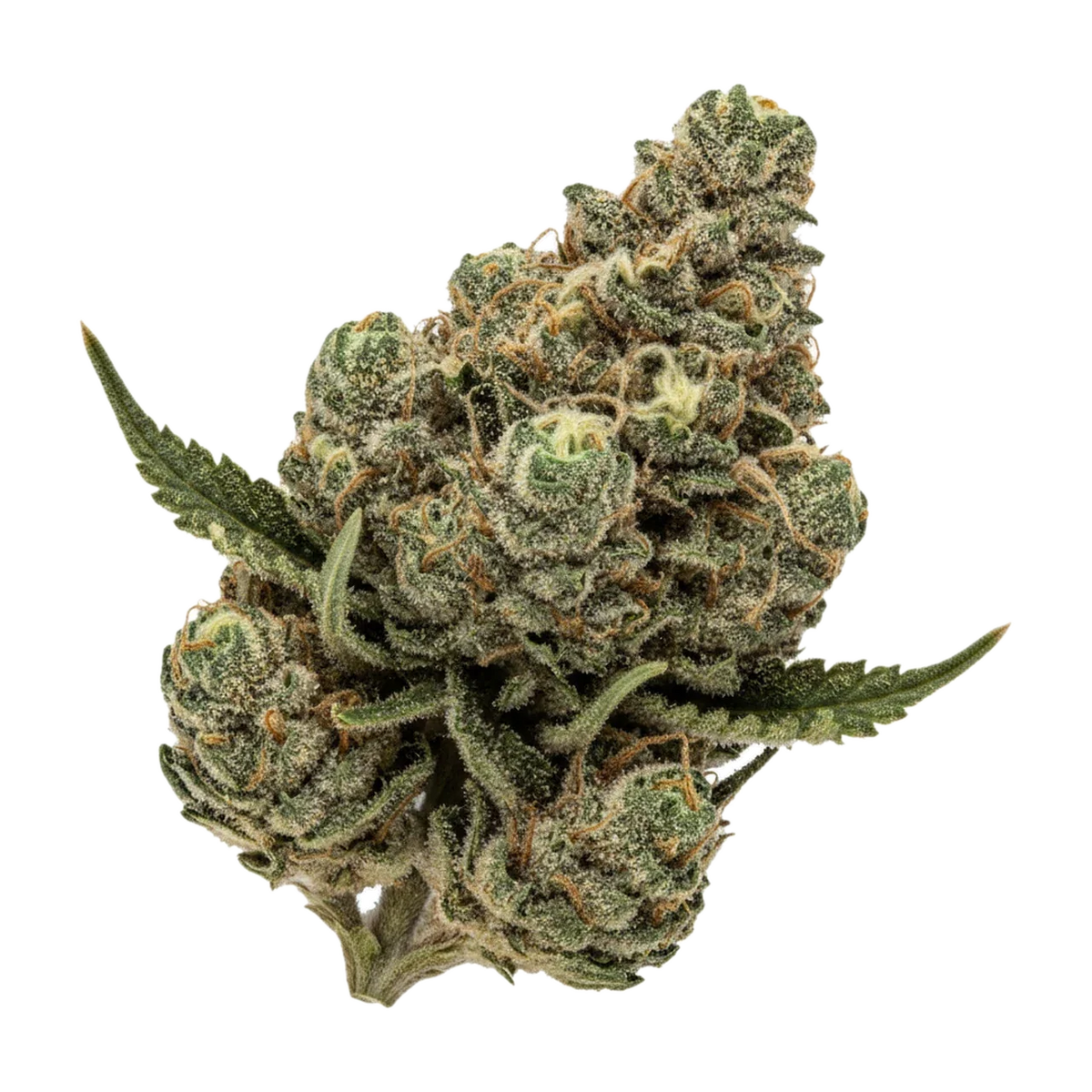 KI-generierte Illustration einer Cannabisblüte, zeigt nicht die tatsächliche Charge – Cannamedical Indica "Crazy Rntz"