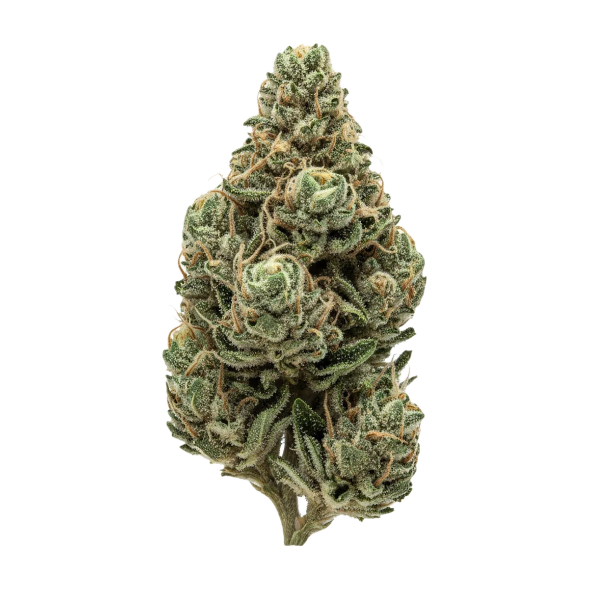 KI-generierte Illustration einer Cannabisblüte, zeigt nicht die tatsächliche Charge – Cannamedical Sativa Forte NM 24/1 "Goofiez"