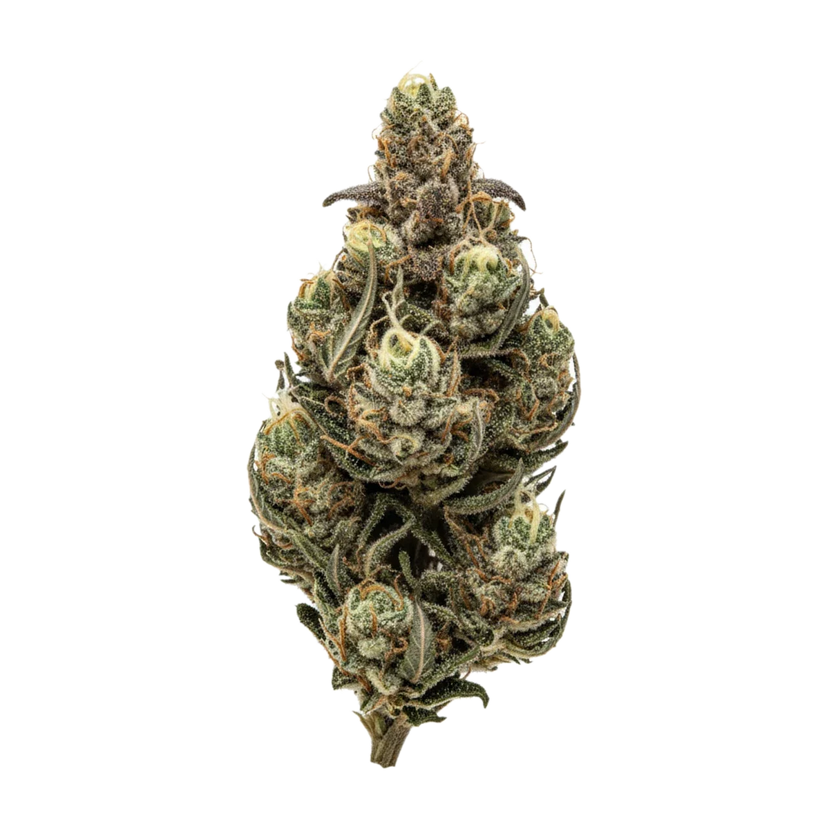 KI-generierte Illustration einer Cannabisblüte, zeigt nicht die tatsächliche Charge – Cantourage MAC 1+ 27/1 "Miracle Alien Cookies"