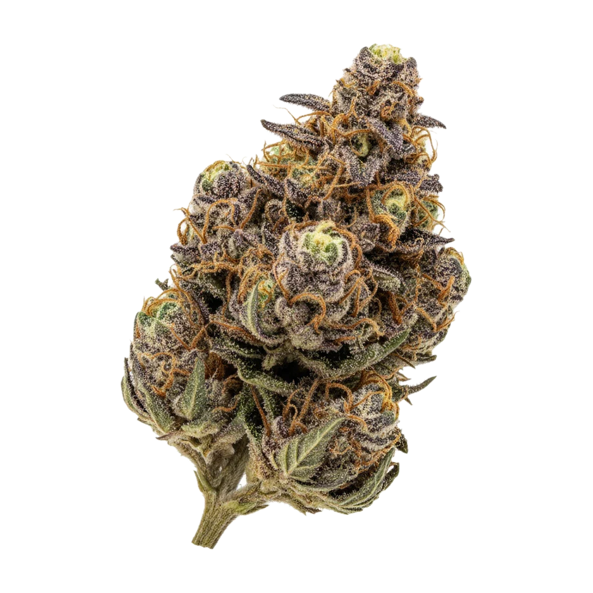 KI-generierte Illustration einer Cannabisblüte, zeigt nicht die tatsächliche Charge – DEMECAN Core Echo 23/1 "Cereal Milk"