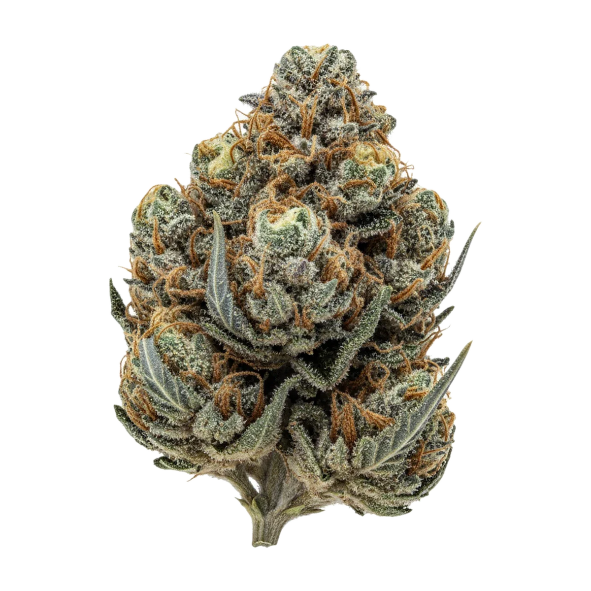 KI-generierte Illustration einer Cannabisblüte, zeigt nicht die tatsächliche Charge – J.R. Strain GP "Gastro Pop"