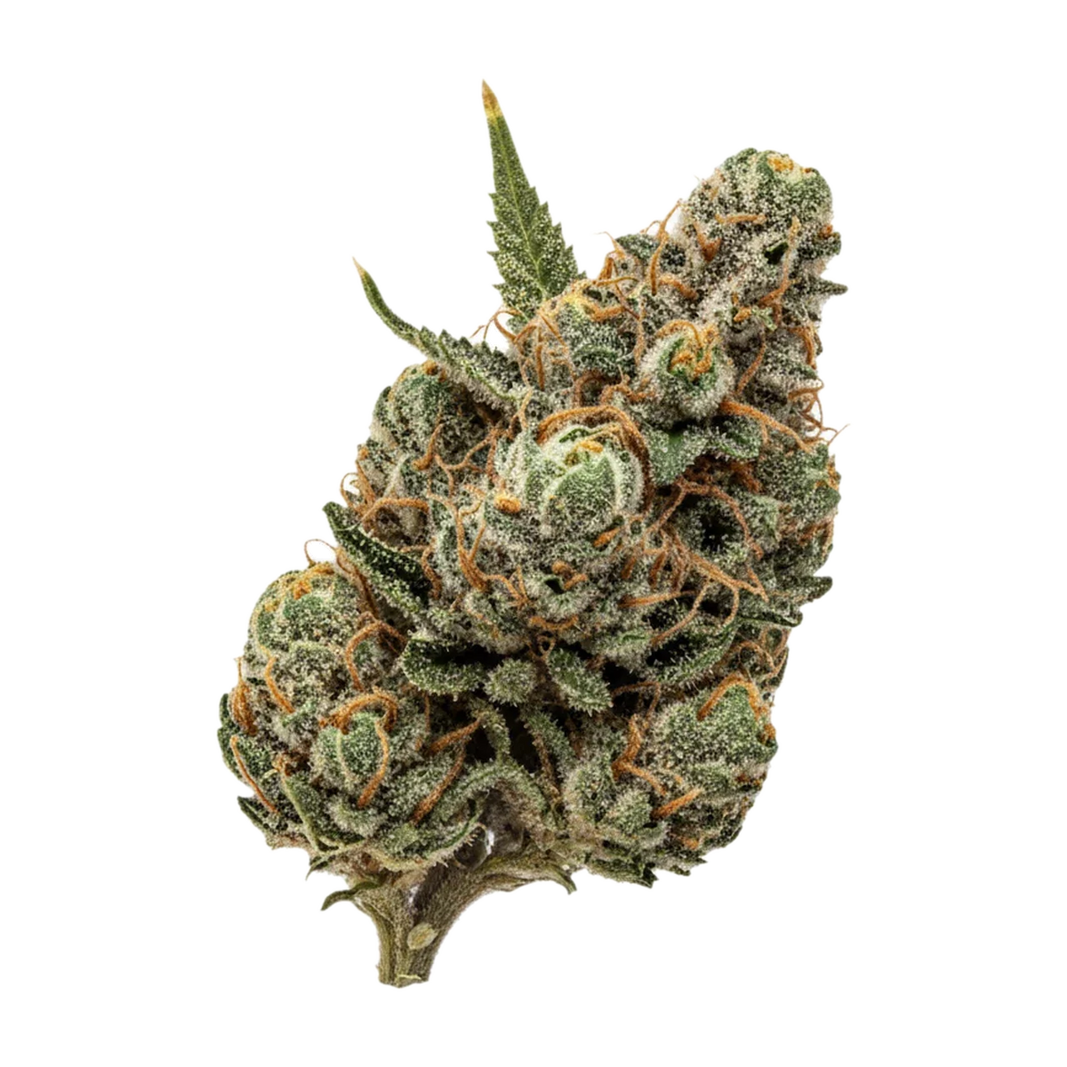 KI-generierte Illustration einer Cannabisblüte, zeigt nicht die tatsächliche Charge – J.R. Strain GW 36/1 "G-Wagon"