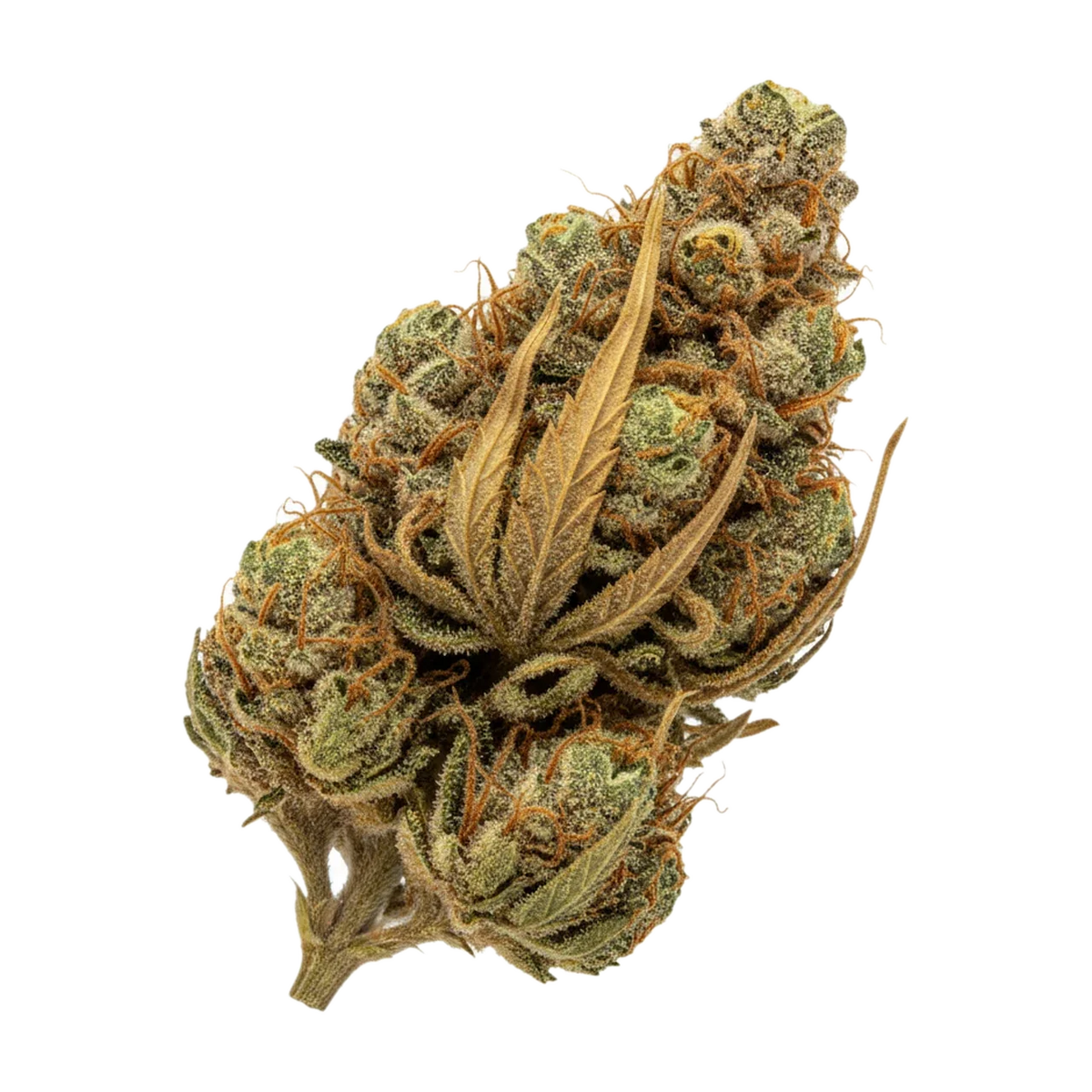 KI-generierte Illustration einer Cannabisblüte, zeigt nicht die tatsächliche Charge – Luana 20/1 Star "Starhaze OG"