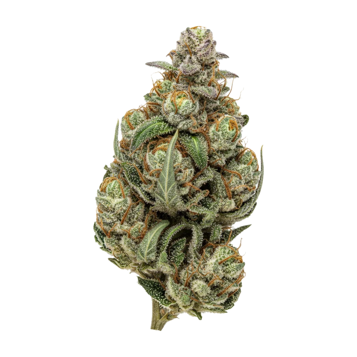 KI-generierte Illustration einer Cannabisblüte, zeigt nicht die tatsächliche Charge – Luana Pine "Solpina Magic"