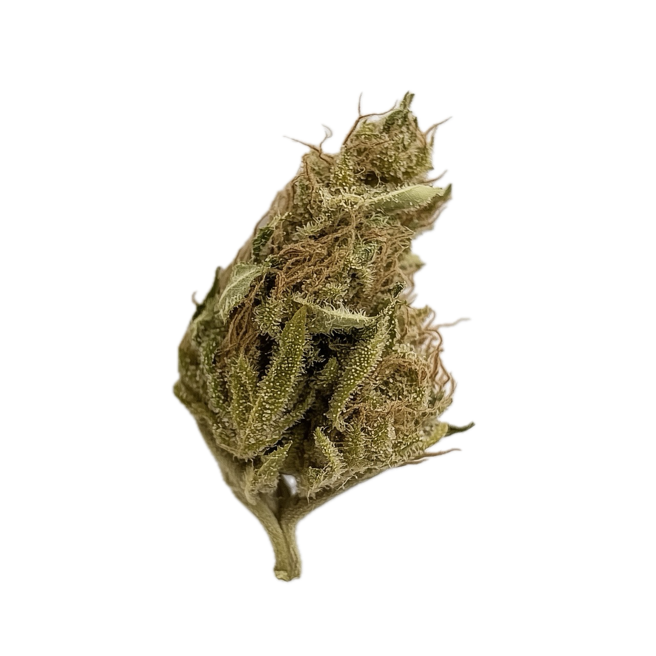 All Nations GM 25/1 "Mac Doughnut"