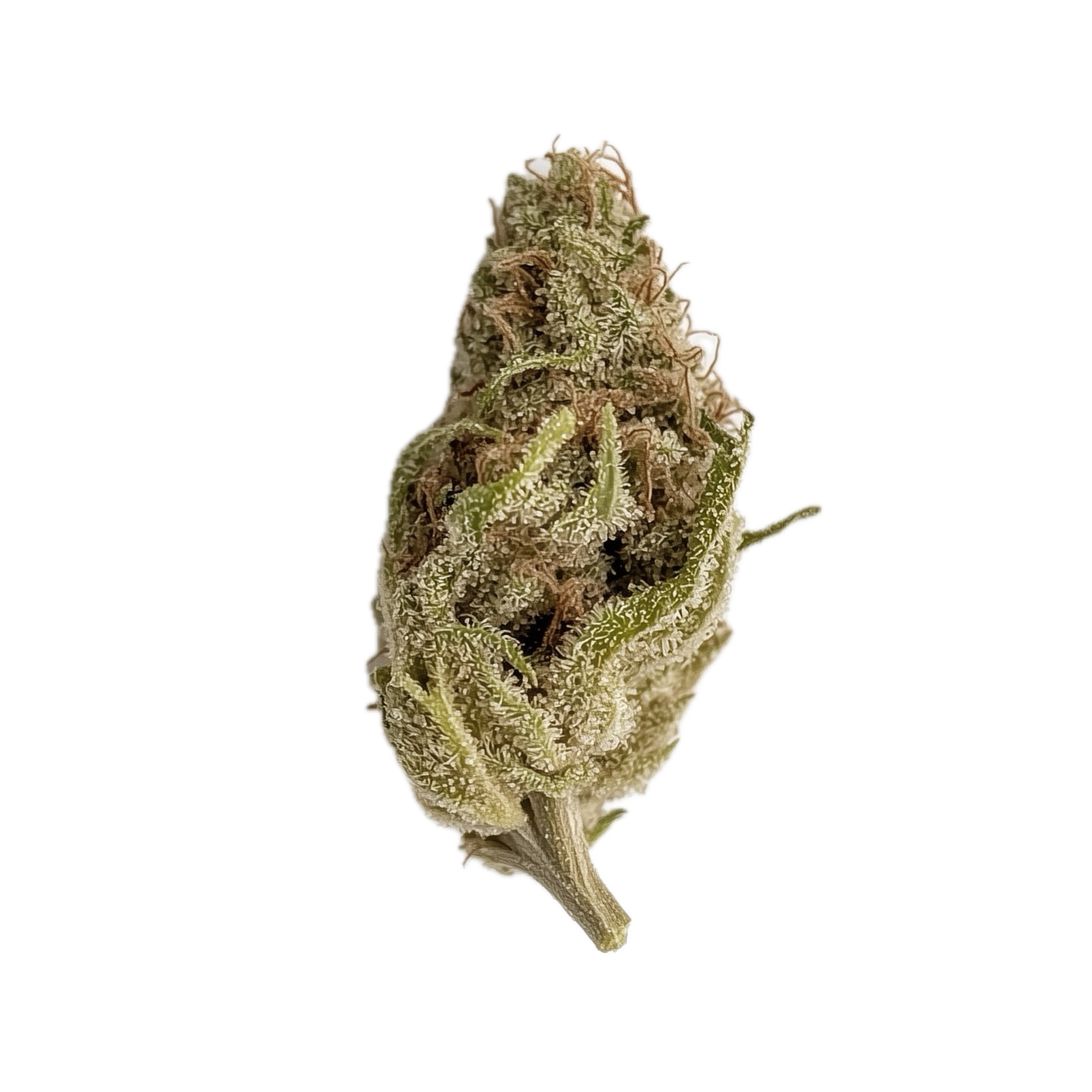 Bathera 22/1 "Permanent Marker"